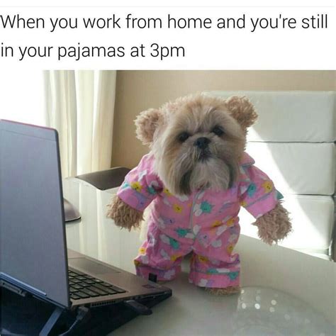 funny animal memes for work day